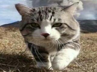 娱乐吃瓜酱营业的猫,揭秘吃瓜酱营业的猫界风云