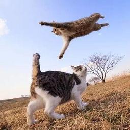 娱乐吃瓜猫捉鸟小说,娱乐吃瓜界的甜蜜陷阱