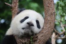 娱乐吃瓜酱大熊猫,揭秘大熊猫的趣味生活