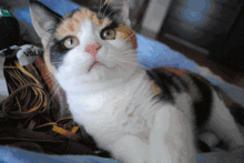 娱乐吃瓜酱三花猫的魅力,娱乐吃瓜酱的喵星人风采
