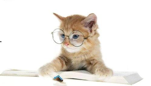 娱乐吃瓜君与猫,揭秘娱乐圈的萌宠生活