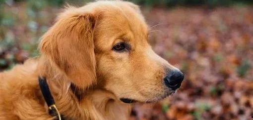 金毛siri娱乐吃瓜君,揭秘娱乐圈那些不为人知的幕后故事