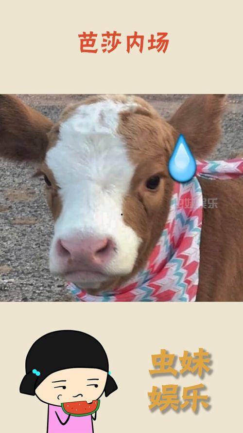 娱乐吃瓜酱水豚,揭秘水豚界的萌宠传奇