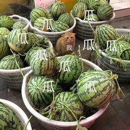 娱乐家吃瓜,揭秘明星们的“吃瓜”日常