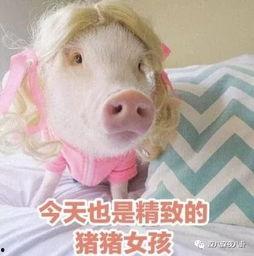 娱乐吃瓜酱猪猪视频,揭秘热门视频背后的趣味故事